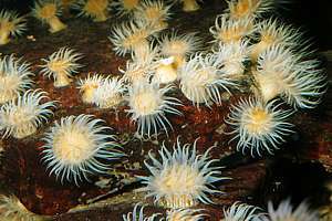 White tipped anemones multiplying