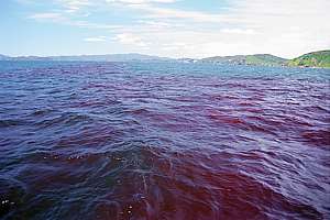 a deep red plankton bloom