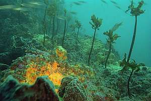 lower kelp boundary thinning