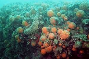 sea cucumber cleaning golden golfball sponges