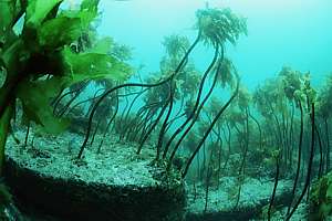dying kelp forest