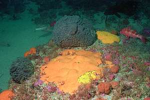 garden of sponges on a rock
