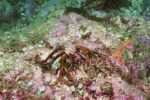 rotting kelp holdfast