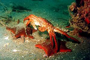 f003215: red rock crab Plagusia capense
