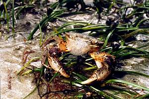 f026934: Hemigrapsus crenulatus, hairy- handed crab