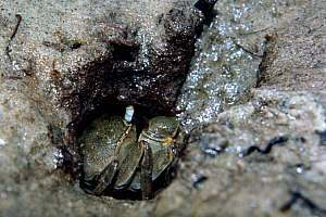 f992724: tunnelling mudcrab in burrow