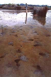 f992725: mud crab holes