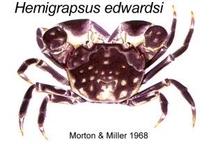 Hemigrapsus edwardsi