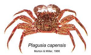 Plagusia capensis