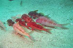 goatfish family group