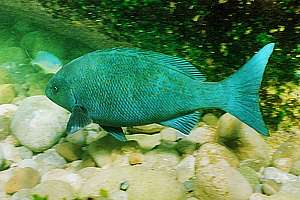 young bluefish Girella cyanea