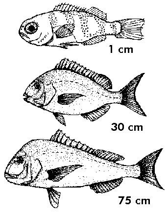 growth stages of snapper