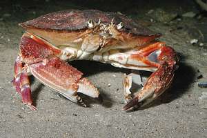 the pie-crust crab (Metacarcinus novaezelandiae)