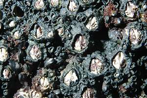 Gelidium pusillum is a black mat growing in between barnacles.