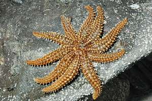 eleven-armed star (Coscinasterias calamaria)