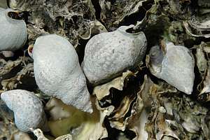 spotted cominella whelk (Cominella maculosa)