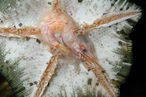 ambush star digesting a large prawn