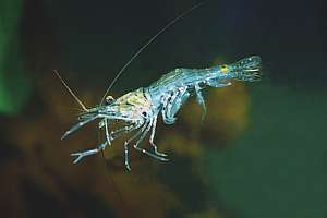 common or rockpool shrimp (Palaemon affinis)