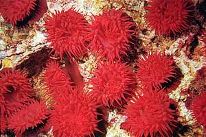 red actinia anemone (Isactinia tenebrosa)