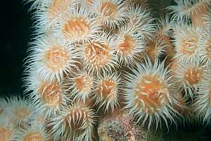 white-tentacled anemone (Actinothoe albocincta)
