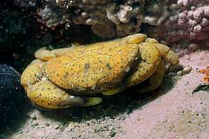 bighand crab (Heterozius rotundifrons)