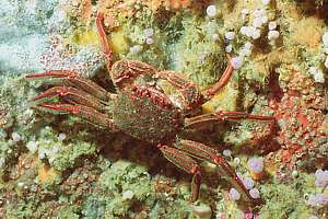 red rock crab (Plagusia capense)