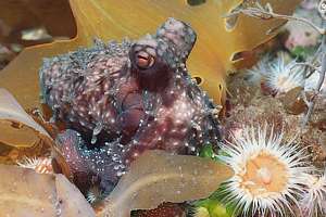 reef octopus Octopus cordiformis
