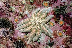 reef star (Stichaster australis)