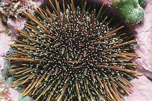 green urchin (Evechinus chloroticus)