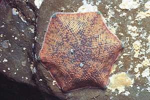 common cushion star (Patiriella regularis)