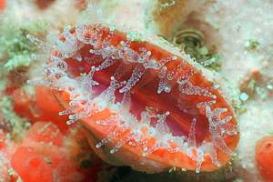 fan coral (Flabellum rubrum)
