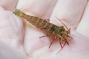 painted prawn (Alope spinifrons)