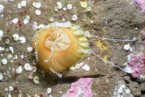white-tentacled anemone (Actinothoe albocincta)