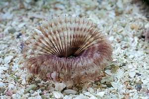 purple sand fanworm (Branchiomma sp)