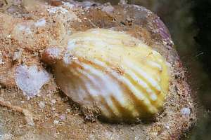 ribbed slipper shell (Crepidula costata).