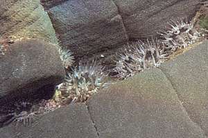 mud anemone (Anthopleura aureoradiata)