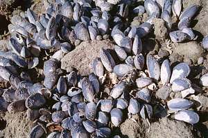 blue mussel (Mytilus edulis)