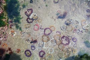 Large anemones in a West Coast rock pool