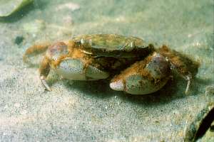 f215306: hairy-handed crab walking