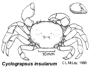 Cyclograpsus insularum