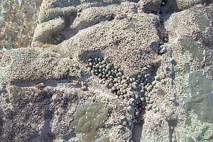 sheet barnacles and their predators