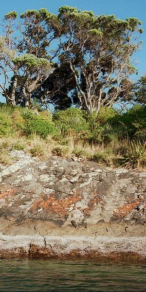 intertidal zoning on a protected shore