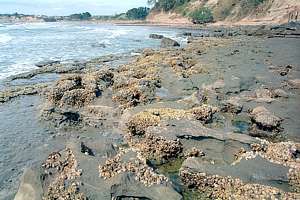 a degraded rocky shore, Long Bay