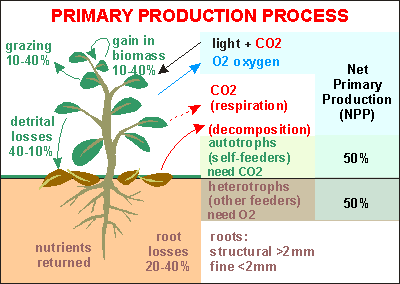 primary production