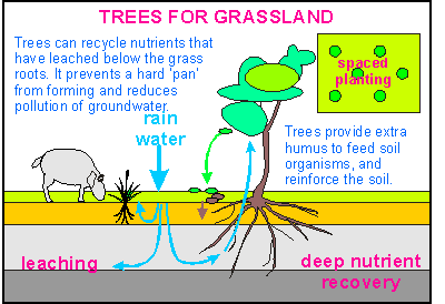 trees for soil