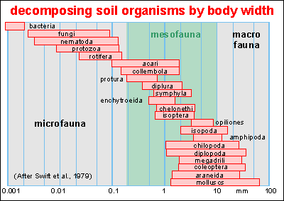 soil biota by size