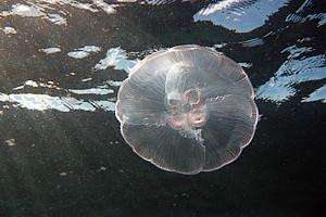Moon jelly in plankton rich water