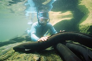 f027512: diver and longfinned eel