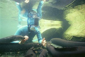 f027514: diver feeds longfinned eels