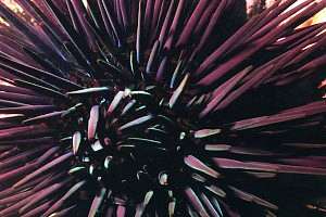 purple urchin Centrostephanus rodgersii